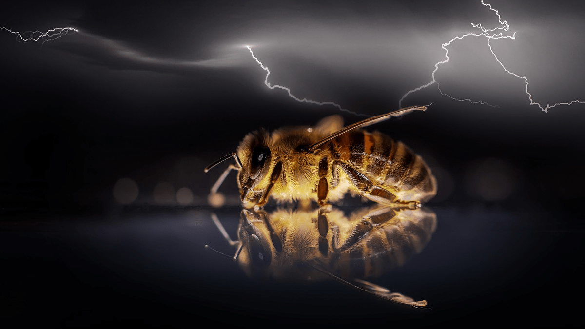 Science Finding Insects and All Life Is Connected by Electric Fields, Bee, Lightning