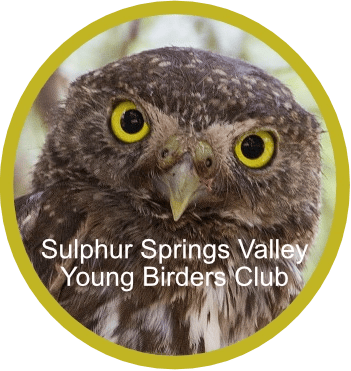 Sulphur Springs Valley Young Birders Club
