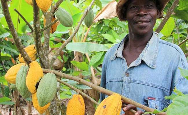 How Smallholder Cocoa And Coffee Farms Are Making Nestlé And Mars ...