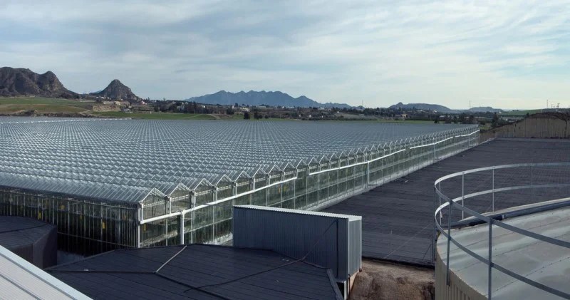 Almería tomato grower chooses glass for €12m greenhouse expansion