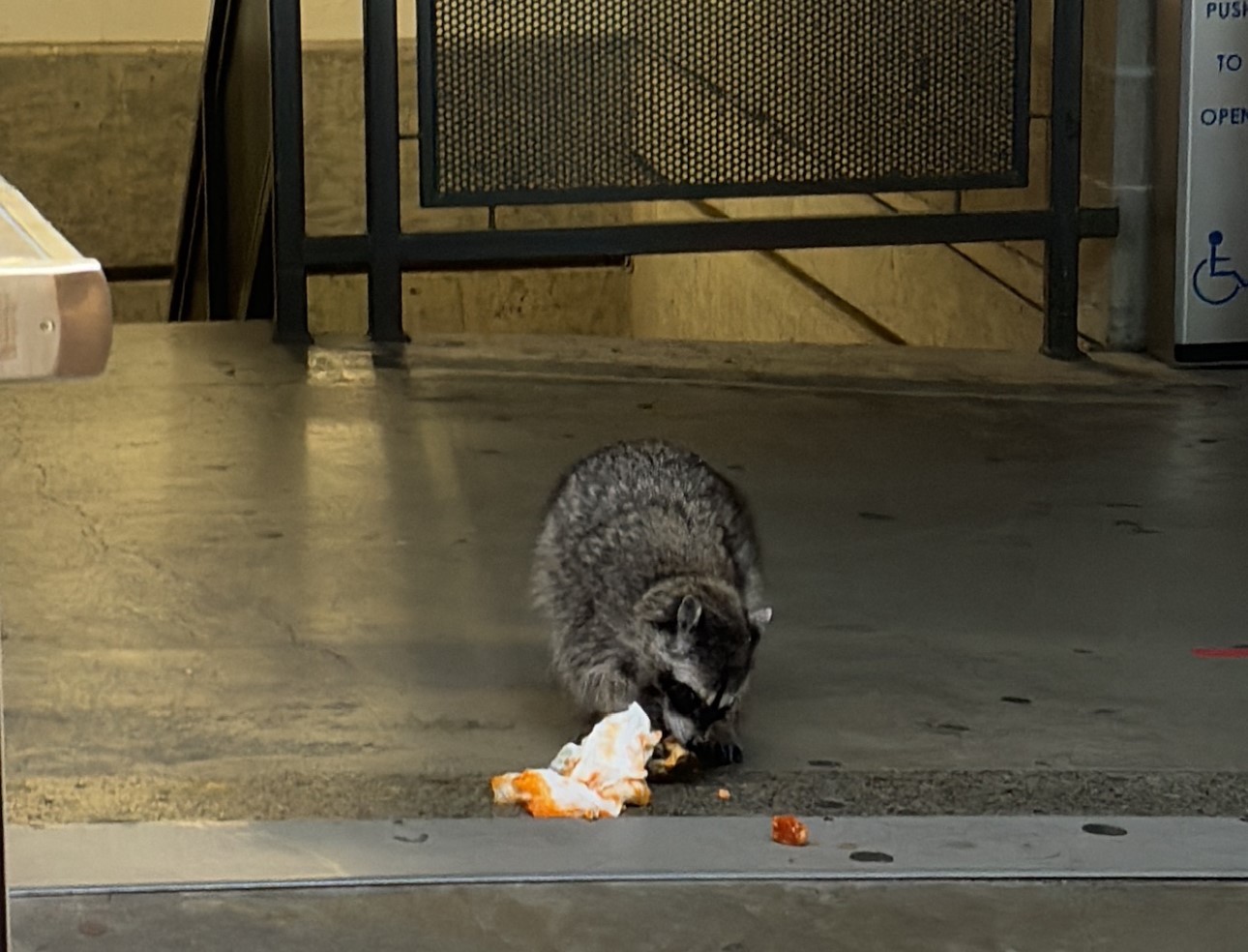Non-profit proposes wildlife feeding bylaw for the City of Burnaby