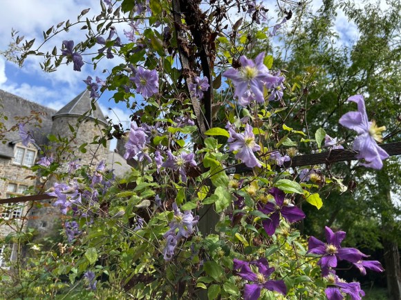 Clematis 'Prince Charles' in autumn