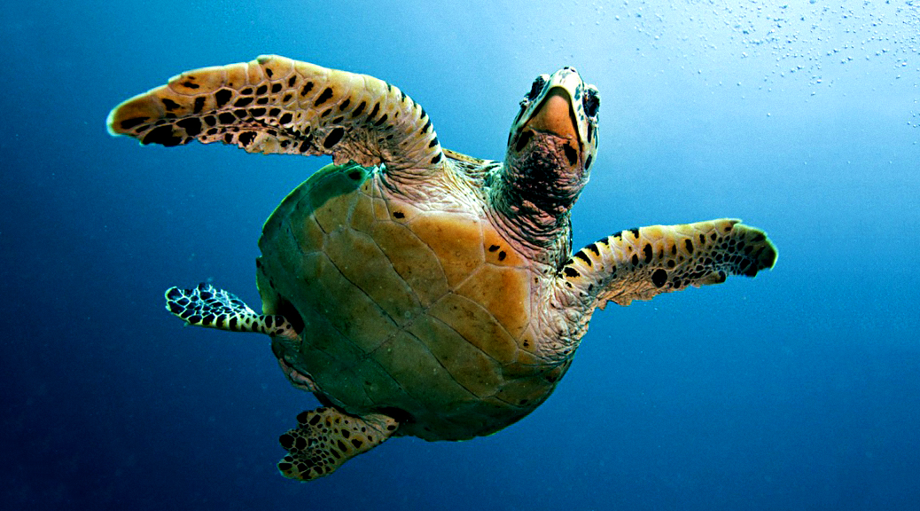 The Turtle Traders - The Lessons