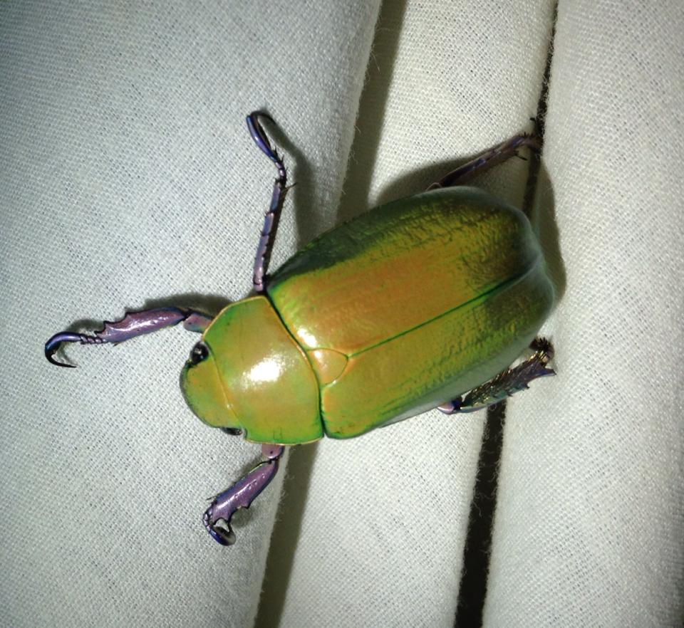 The Living Jewels of the Southwest – The Adventures of Mothman