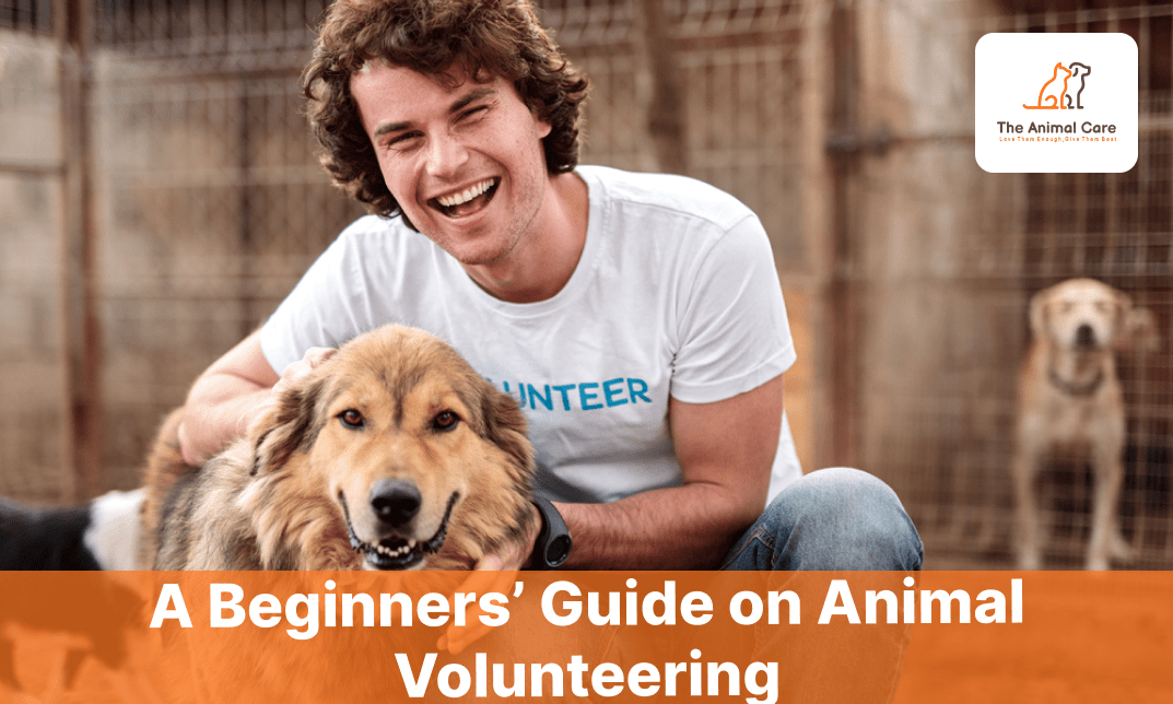 A Beginners' Guide on Animal Volunteering The Animal Care
