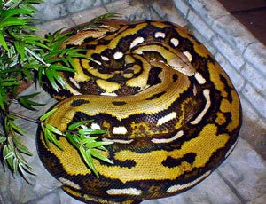 Reticulated Python | The Animal Facts