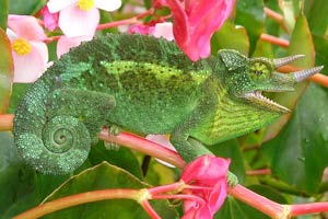 chameleon jackson jacksonii chamaeleo scientific name animal