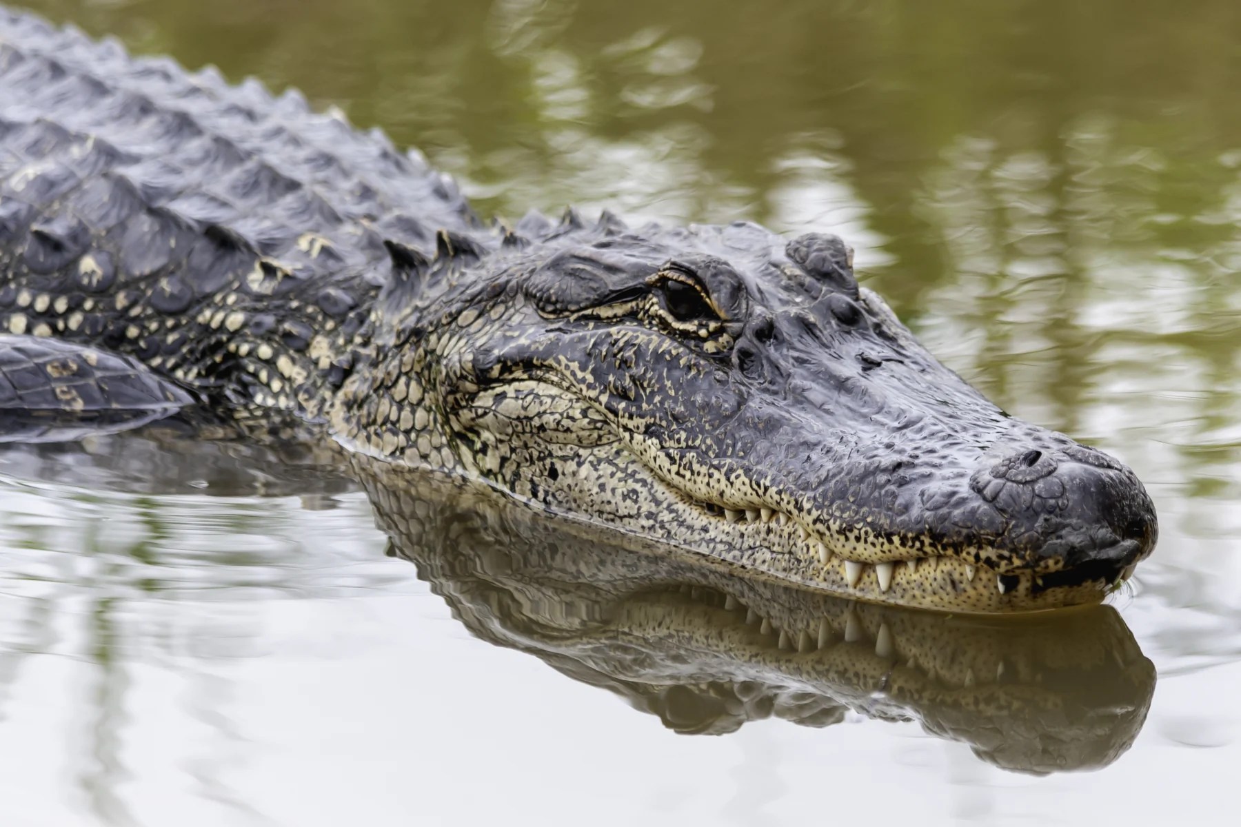 Wild Dangerous Top 10 Animals In The United States 2026