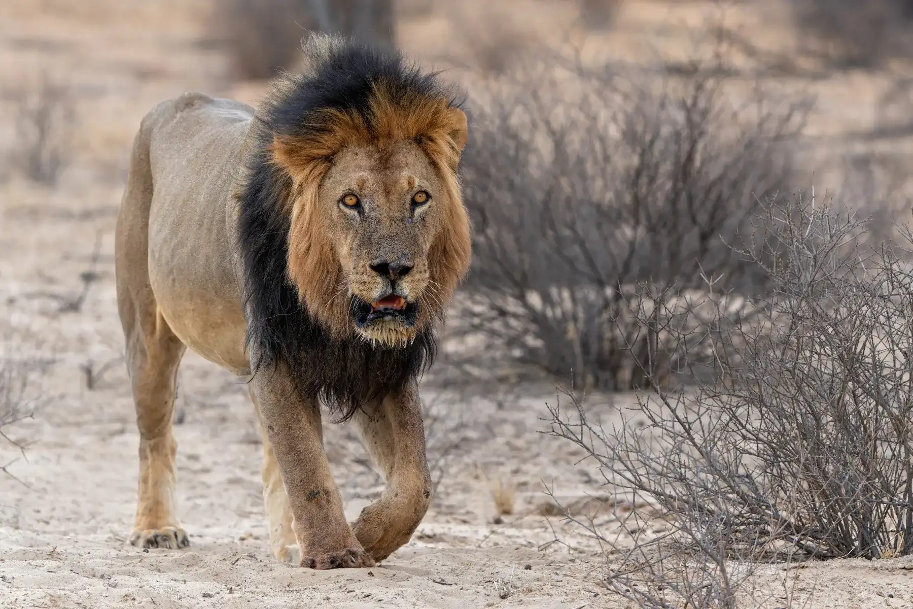 Lion 2026 Incredible Facts Habitat Diet More Lion.webp