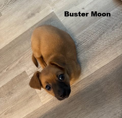Buster Moon