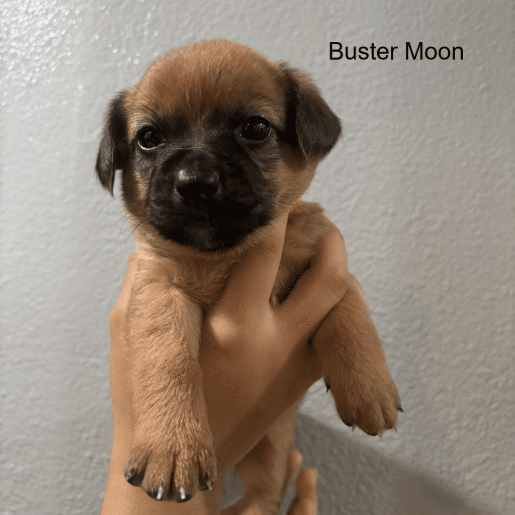 Buster Moon