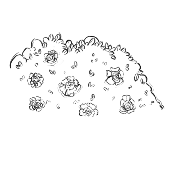 Plant_04_Lines