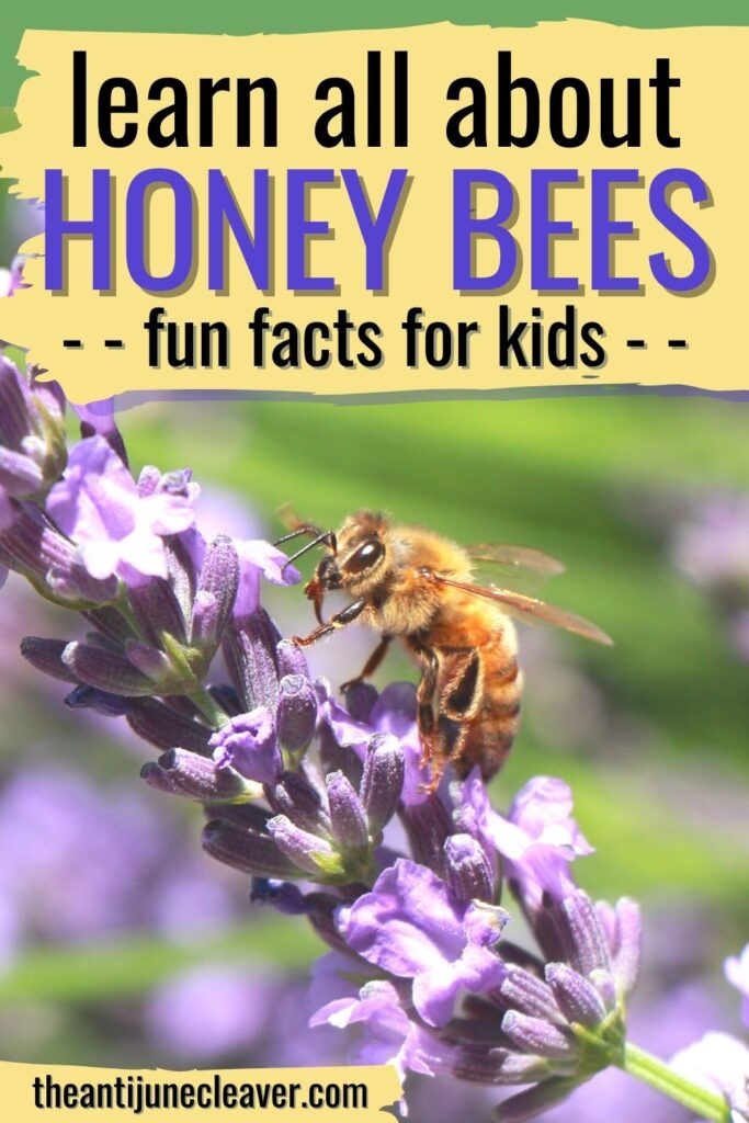 honey bees fun facts for kids printable activities anti june cleaver