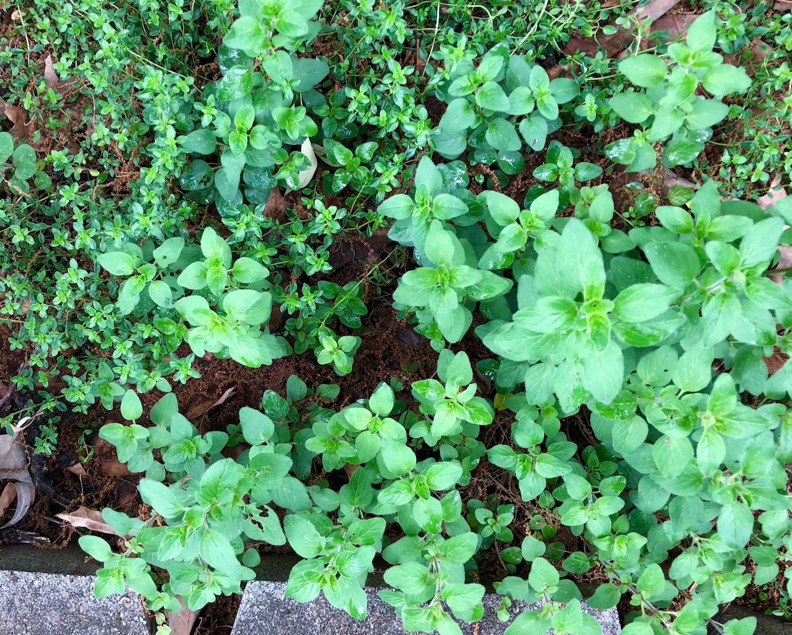 oregano and thyme plants