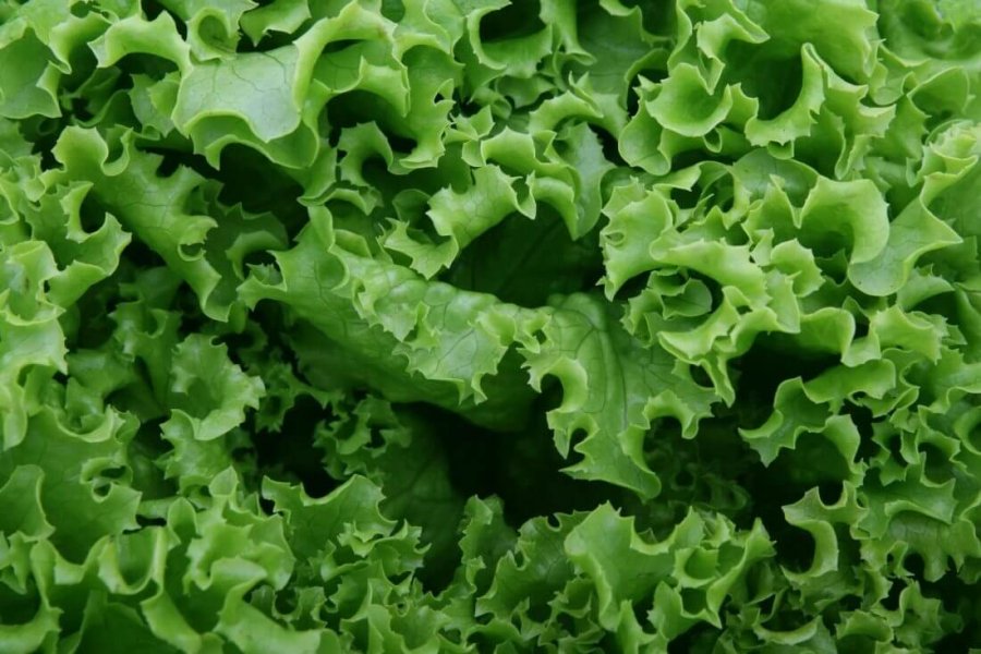 Lettuce