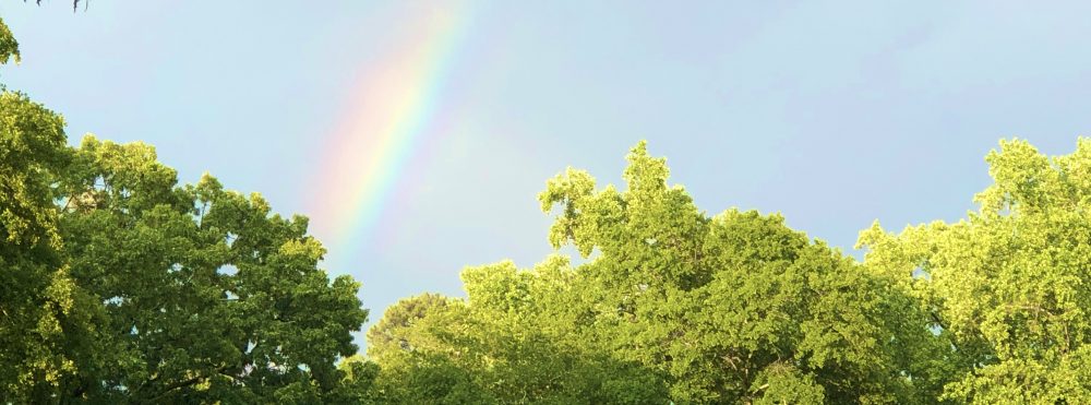 Rainbow over the trees header