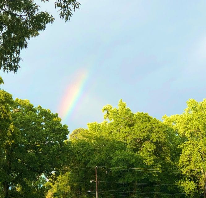 Rainbow over trees