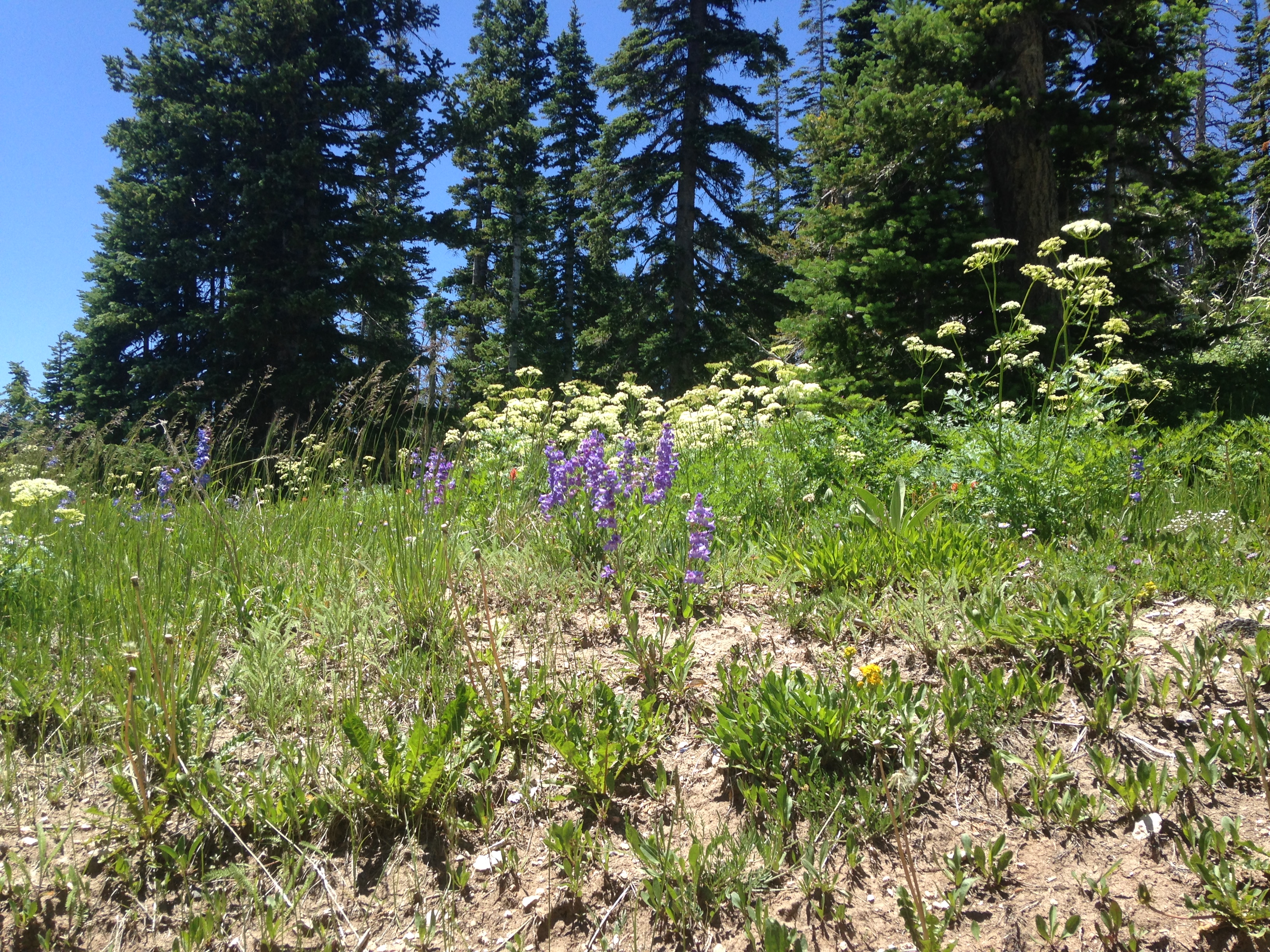 More nifty wildflowers