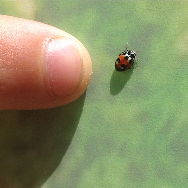 Ladybug?