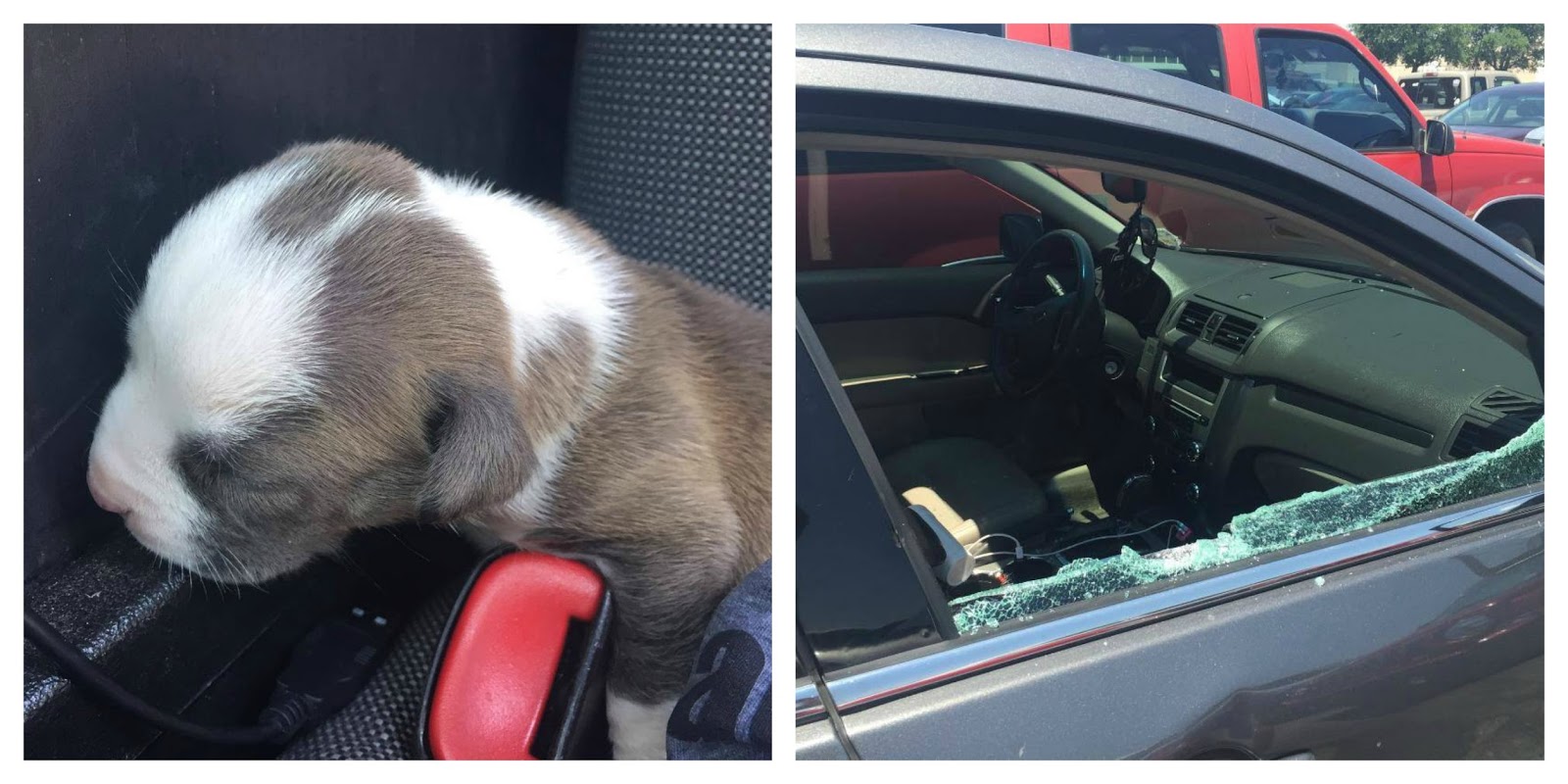 Cop breaks car window to save puppy left in hot car by owners – The ARRA