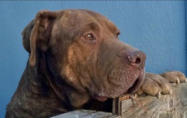 crate training a westie puppy