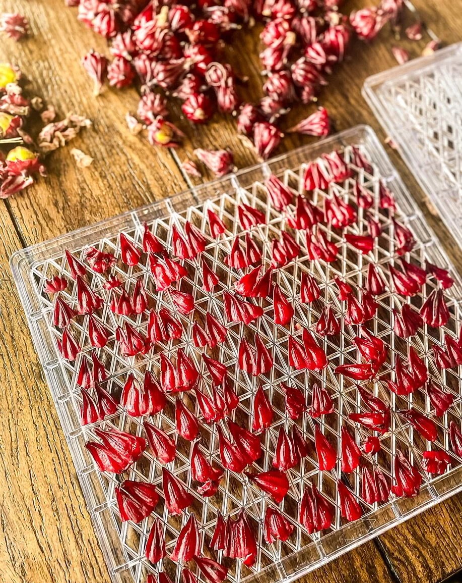 How to Dehydrate Roselle Using a Dehydrator The Art of 1 Acre