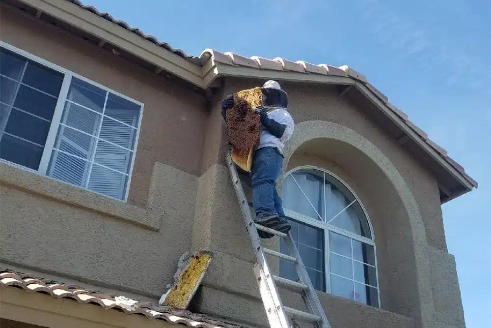 How long does it take to get rid of bees?