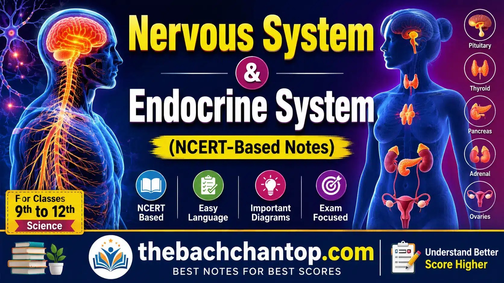 Difference Between Nervous System and Endocrine System (NCERT-Based Notes)