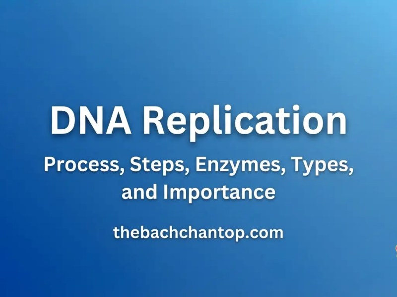 DNA Replication: Complete Guide to Process, Steps, Enzymes, Types, and Importance