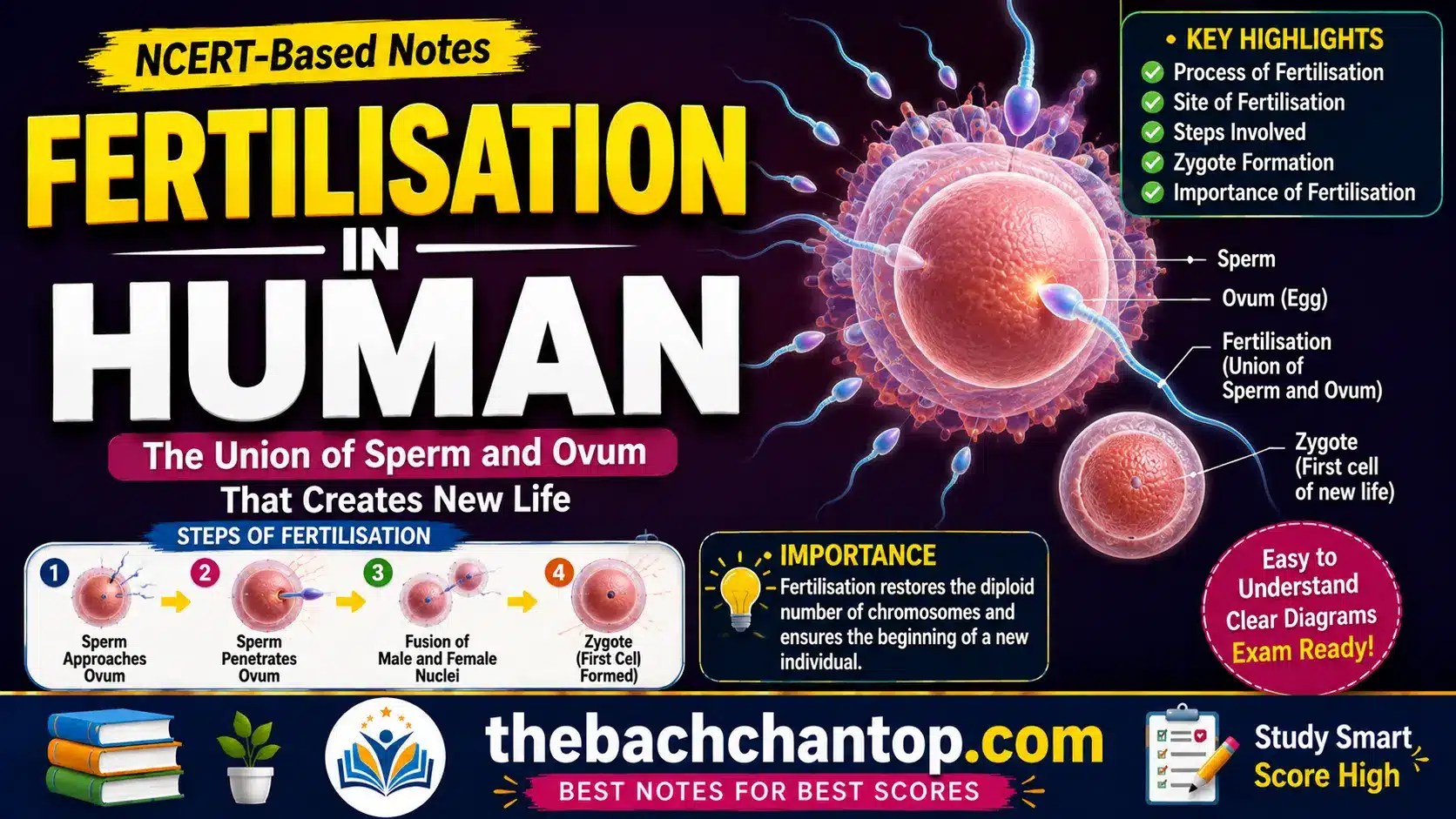 What is Fertilization in Humans?