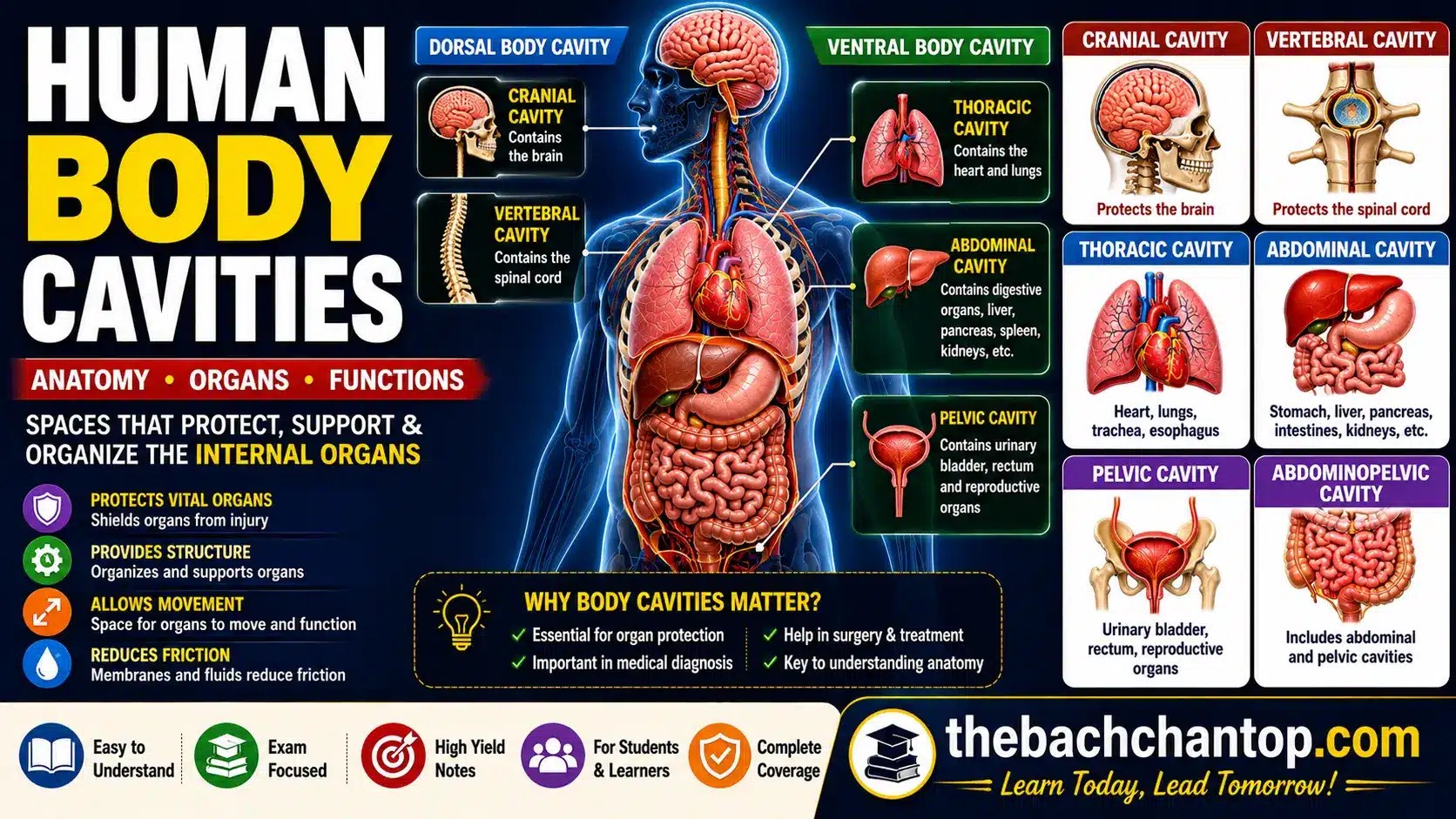 Human Body Cavities – Anatomy, Organs, Membranes and Functions