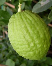 cedrat