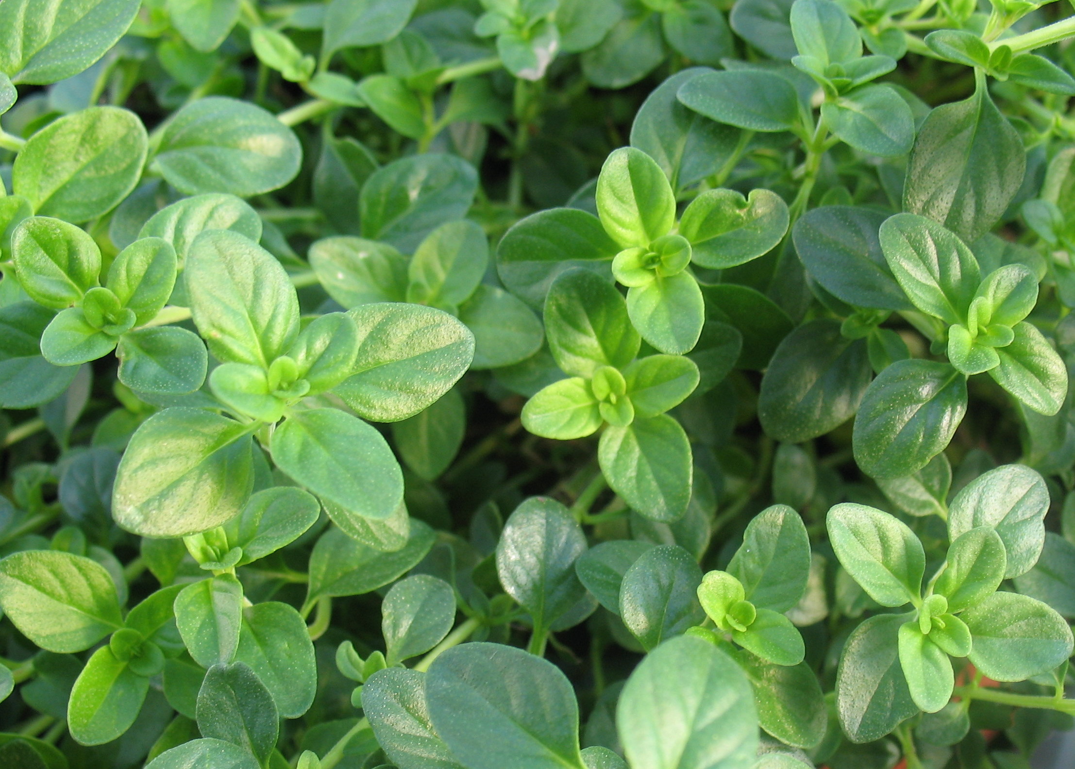 oregano-thyme-2007