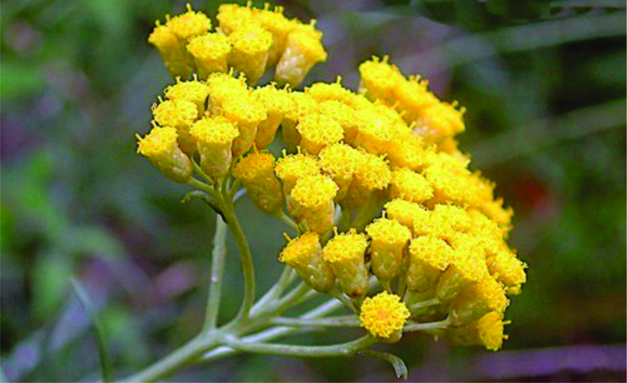 helichrysum-flowers