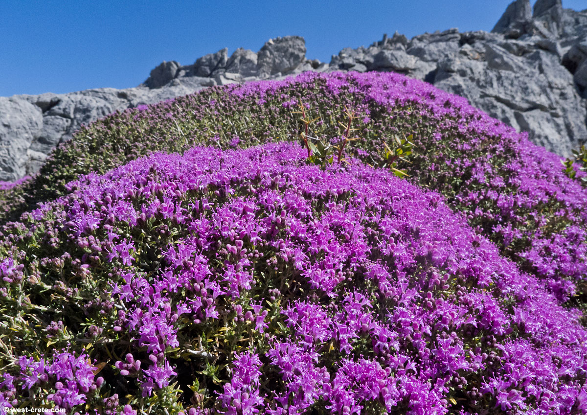 thyme-1