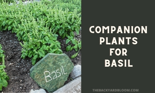 Companion plants for basil