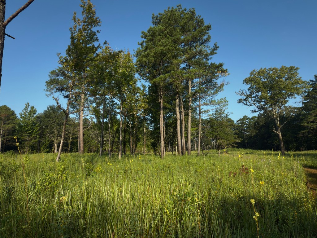 Outdoors Lush Green Field With Tall Trees