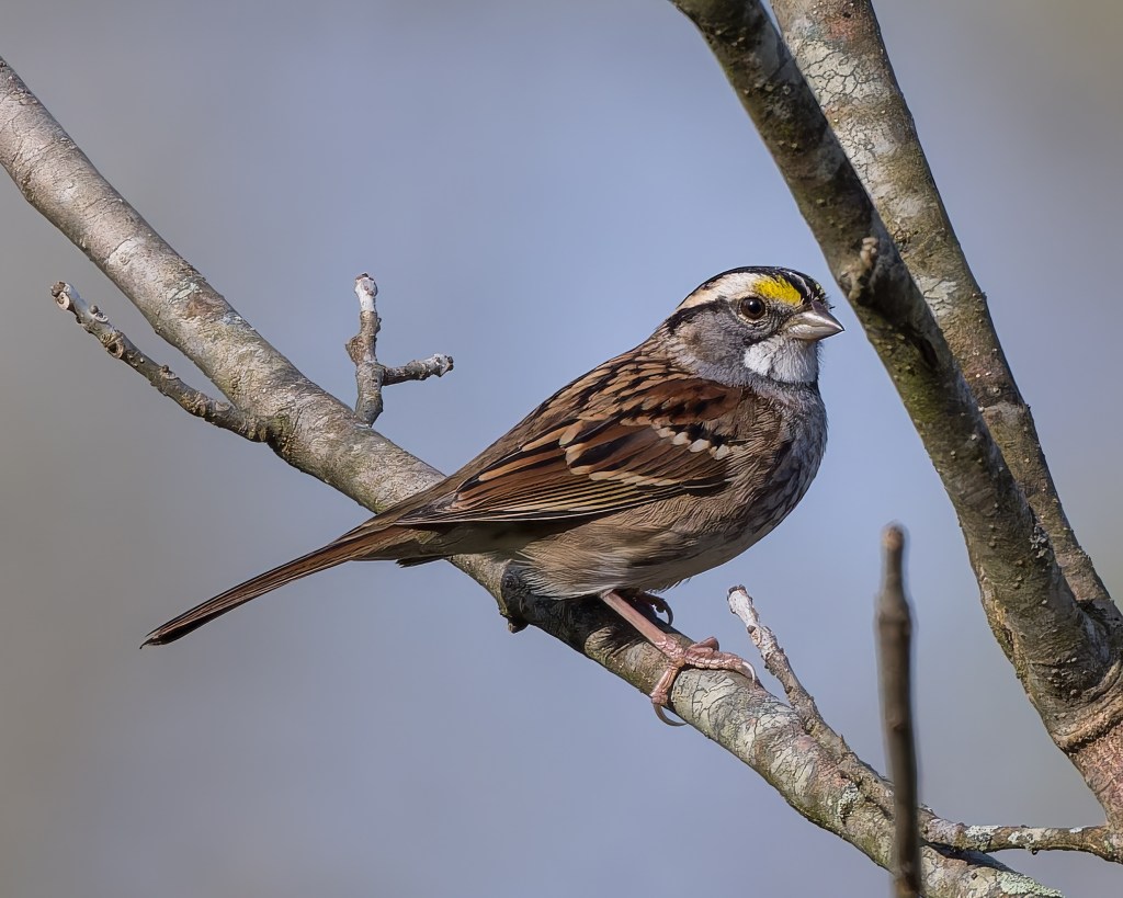 Outdoors White-Throated Sparrow Perched On Branch