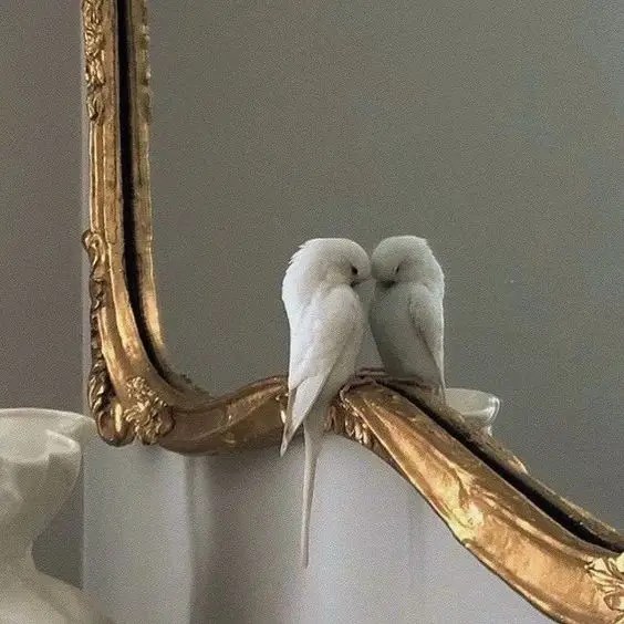 Budgies
