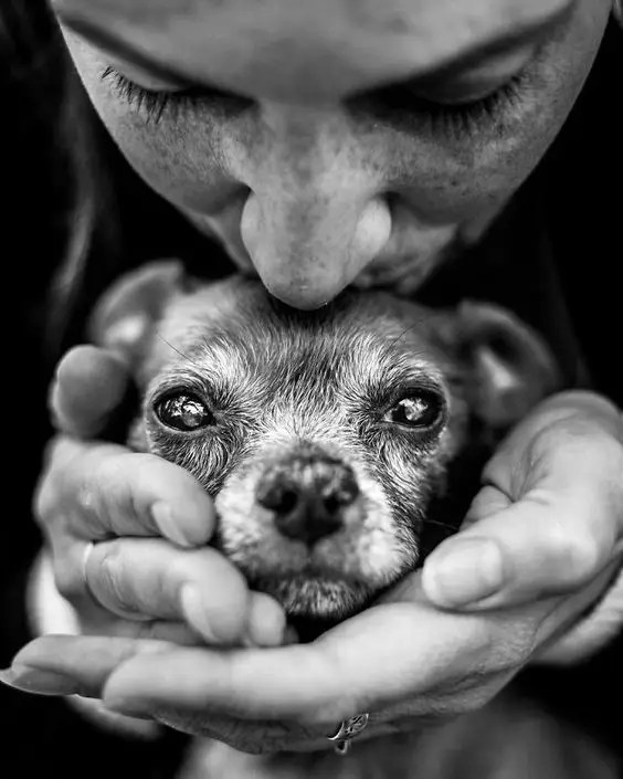 Toxic Food You Should Never Feed Your Dog