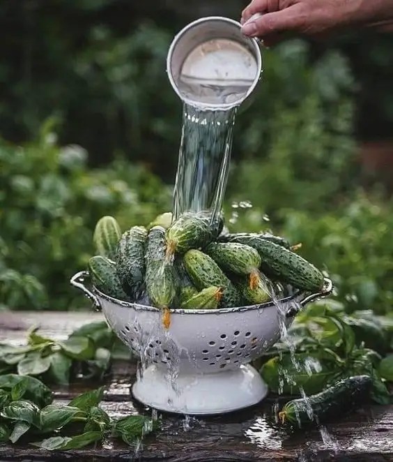 Vegetable Garden