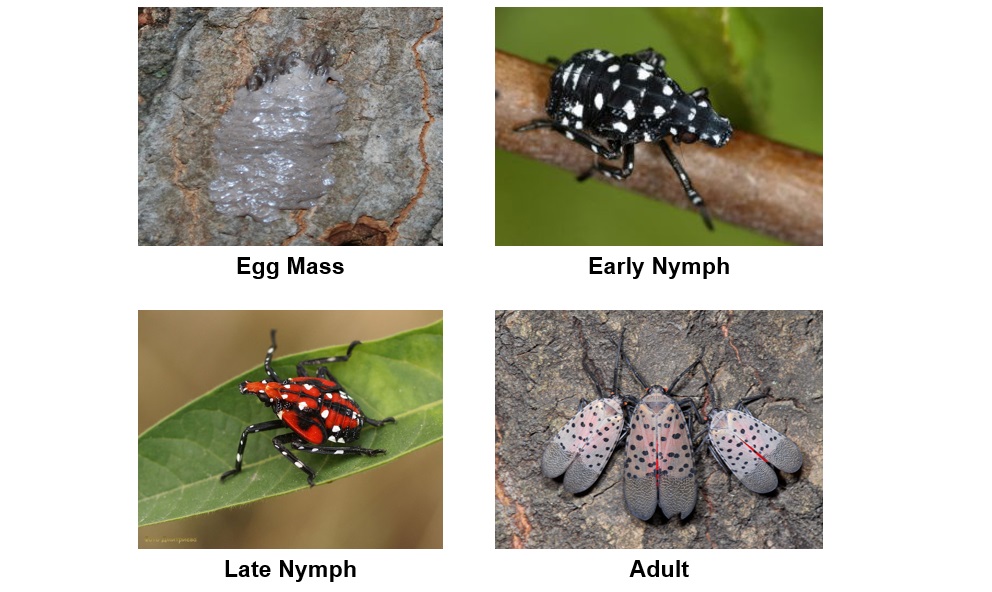 Calvert County Residents Encouraged To Destroy Invasive Insect
