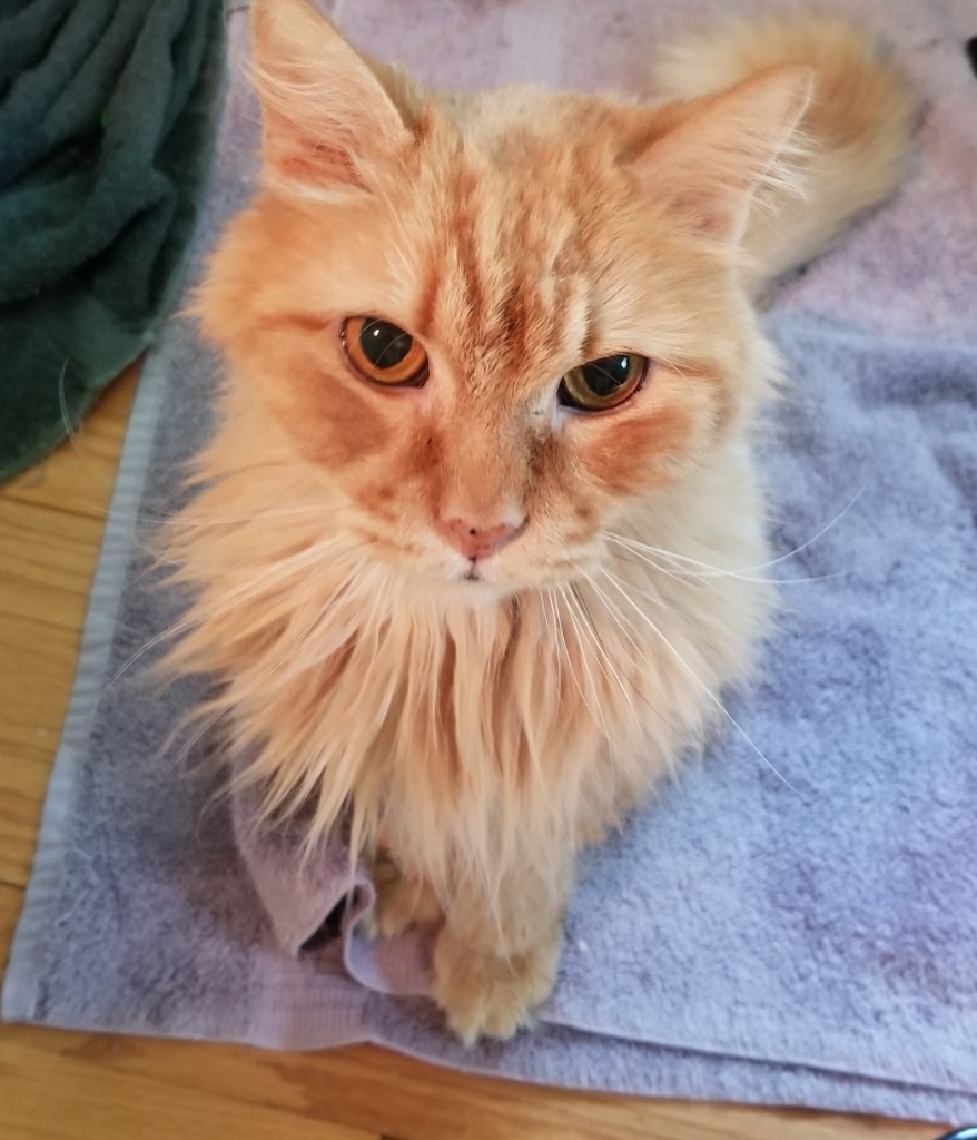 Pet Of The Week - Turtle Kitty
