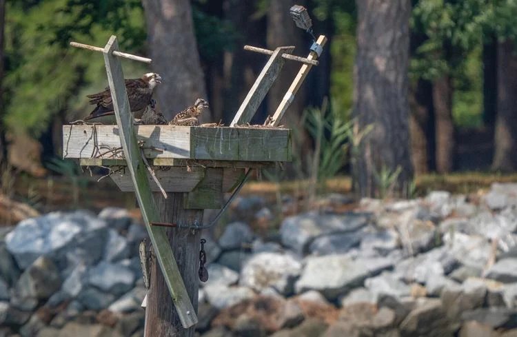 Perched on a wooden platform built to encourage nesting, a female osprey guards two chicks. In the upper right, a camera helps researchers learn which types of fish the adult birds bring to their young. Dave Harp