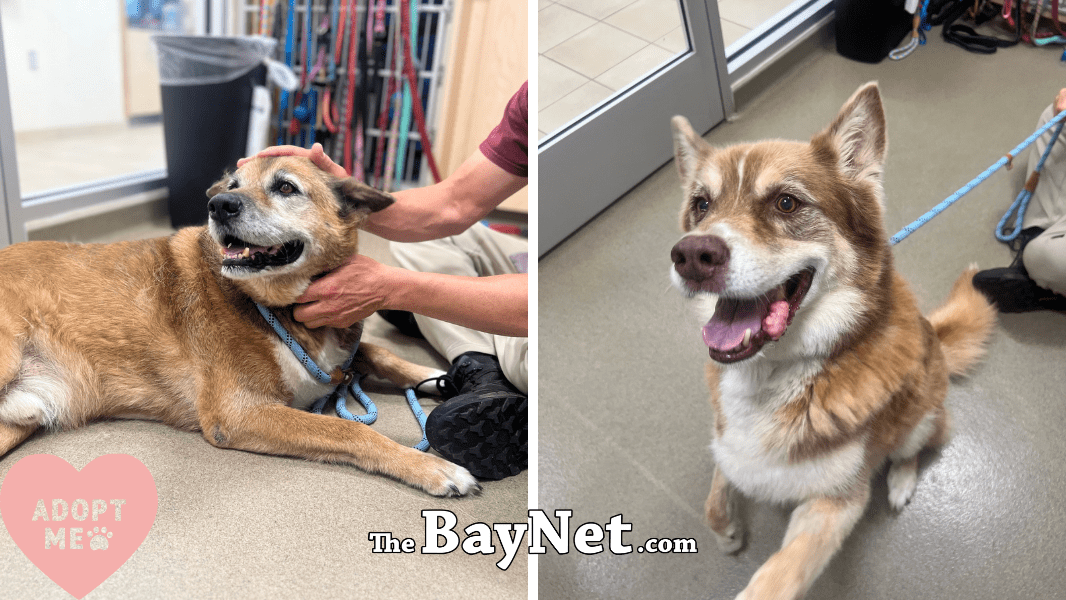 Two Senior Dogs Seek Loving Retirement Homes In St. Mary’s County