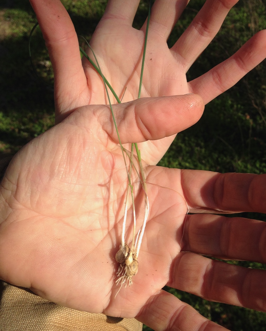 Wild onion.