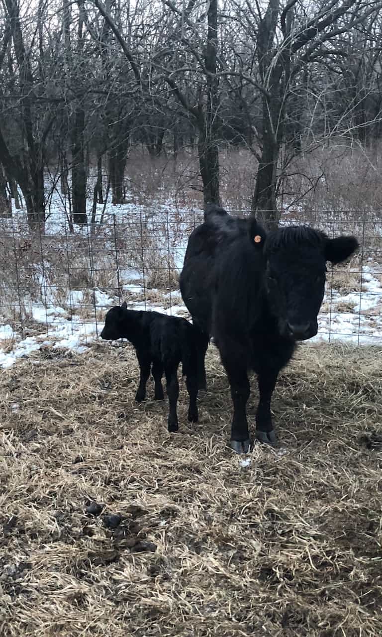 Velvet and her first calf, Frevel.