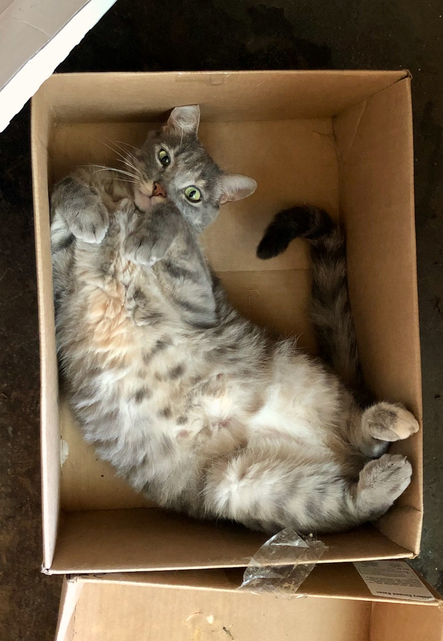 Marsten's belly.