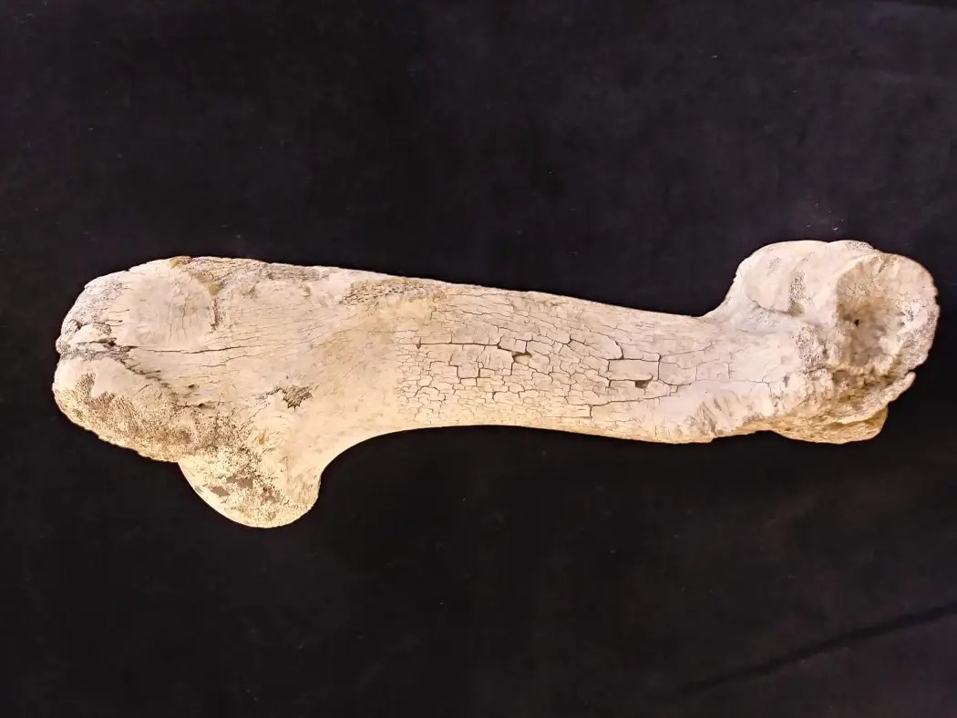 What Bones Can’t Tell You