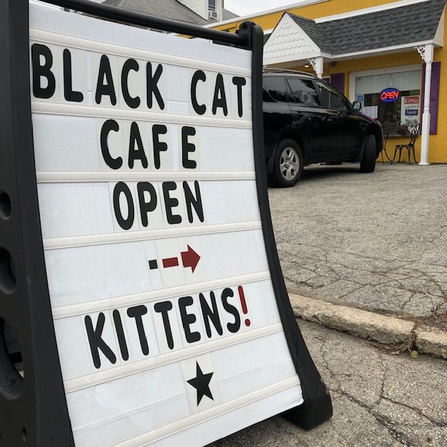 The black cat cafe: gallery